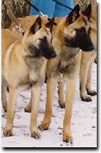 links Guinn und Giacomo vom Schwarzen Ulan