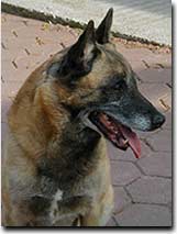 Jagger vom Schwarzen Ulan mit 8,5 Jahren