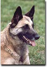 Pia vom Schwarzen Ulan - Agility A3